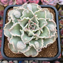 Echeveria 'Madiba' Curly/Carunculated 4"-5" Large Succulent Plant Cutting