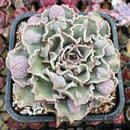 Echeveria 'Madiba' Curly/Carunculated 5" Large Succulent Plant Cutting