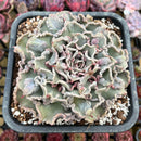 Echeveria 'Madiba' Curly/Carunculated 5" Large Succulent Plant Cutting