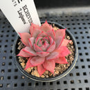 Echeveria 'Linjieana' 1" Succulent Plant
