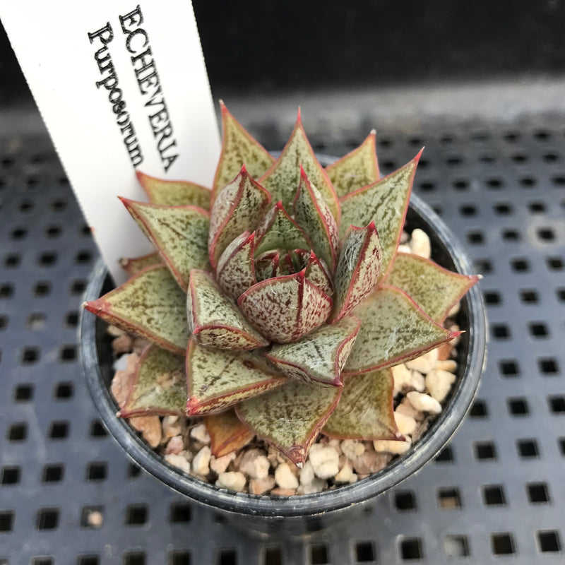 seed succulent plant Echeveria Purposorum 1" Seed Grown Succulent Plant – True Succulents Plant Co