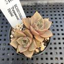 Echeveria 'Purposorum' Hybrid 2" Succulent Plant