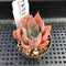Echeveria 'Pink Lutea' 1"-2" Succulent Plant