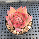 Echeveria sp. 2" Succulent Plant