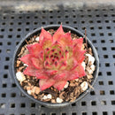 Echeveria 'Rainstar' 1" Succulent Plant