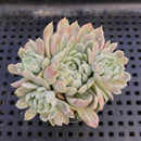 Echeveria 'Angel In Us' 2"-3" Succulent Plant