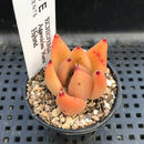 Echeveria Agavoides 'Maria' Hybrid 1"-2" Succulent Plant