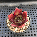 Echeveria 'Sarabony' 1"-2" Succulent Plant