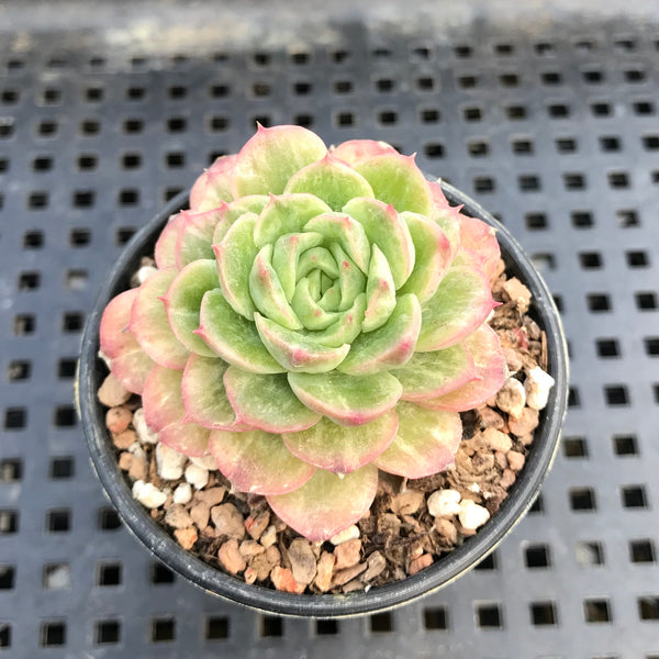 Echeveria 'Lime And Chile' Variegated 2" Succulent Plant