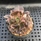 Echeveria 'Pink Prince' Mutated/Variegated 2" Succulent Plant