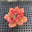 Echeveria Agavoides sp. 2" Succulent Plant