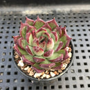 Echeveria 'Sarahime' Hybrid 1"-2" Succulent Plant