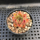 Echeveria Agavoides sp. 1" Succulent Plant