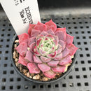Echeveria 'Kiss Me' 1" Succulent Plant