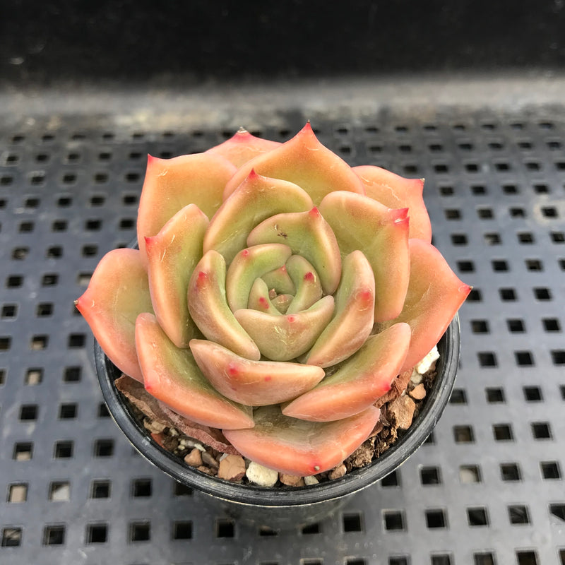 angelina succulent plant Echeveria 'Angelina' 1" Succulent Plant