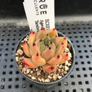 Echeveria Agavoides 'Sarabony' 1" Succulent Plant