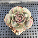 Echeveria 'Red Tan' Carunculated 1"-2" Succulent Plant
