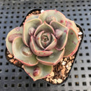 Echeveria 'Red Tan' Carunculated 1"-2" Succulent Plant
