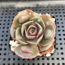 Echeveria 'Red Tan' Carunculated 1"-2" Succulent Plant