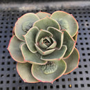 Echeveria 'Red Tan' Carunculated 1"-2" Succulent Plant