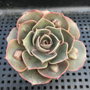 Echeveria 'Red Tan' Carunculated 1"-2" Succulent Plant