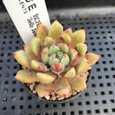 Echeveria 'Jelly Jam' 2" Succulent Plant