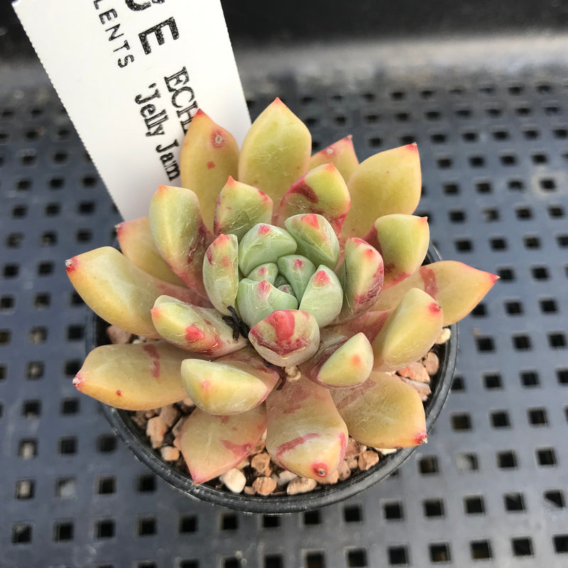ech succulent Echeveria 'Jelly Jam' 2" Succulent Plant – True Succulents Plant Co