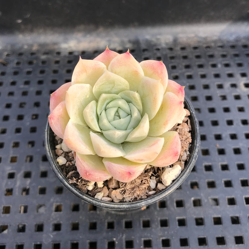 Echeveria sp. 2