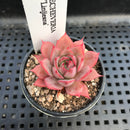 Echeveria 'Linjieana' 1" Succulent Plant