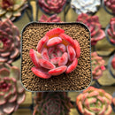 Echeveria 'Glam Pink' 1" Succulent Plant Cutting