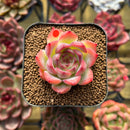 Echeveria 'Estrella' 1" Succulent Plant Cutting