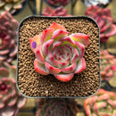 Echeveria 'Estrella' 1" Succulent Plant Cutting
