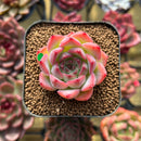 Echeveria 'Estrella' 1" Succulent Plant Cutting