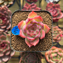 Echeveria 'Estrella' 1" Succulent Plant Cutting