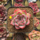 Echeveria 'Estrella' 1" Succulent Plant Cutting