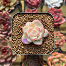 Echeveria 'Star Jelly' 1" Succulent Plant Cutting