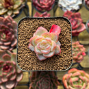 Echeveria 'Star Jelly' 1" Succulent Plant Cutting