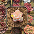 Echeveria 'Star Jelly' 1" Succulent Plant Cutting