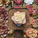 Echeveria 'Star Jelly' 1" Succulent Plant Cutting
