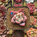 Echeveria 'Sharman' 2" Seed-Grown Succulent Plant Cutting