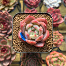 Echeveria 'Sharman' 2" Seed-Grown Succulent Plant Cutting