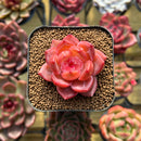 Echeveria 'Sharman' 2" Seed-Grown Succulent Plant Cutting