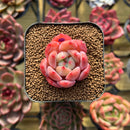 Echeveria 'Sharman' 2" Seed-Grown Succulent Plant Cutting