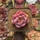 Echeveria 'Sharman' 2" Seed-Grown Succulent Plant Cutting