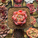 Echeveria 'Sharman' 2" Seed-Grown Succulent Plant Cutting