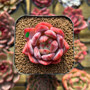Echeveria 'Sharman' 2" Seed-Grown Succulent Plant Cutting