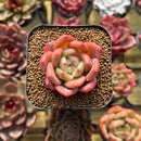Echeveria 'Sharman' 2" Seed-Grown Succulent Plant Cutting