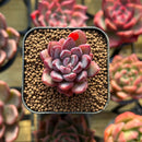 Echeveria 'Purple Dream' 1" Succulent Plant Cutting
