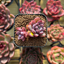 Echeveria 'Purple Dream' 1" Succulent Plant Cutting