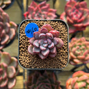 Echeveria 'Purple Dream' 1" Succulent Plant Cutting